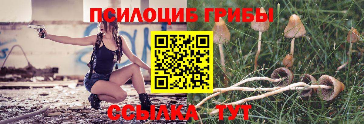 Псилоцибиновые грибы Psilocybe Дубна
